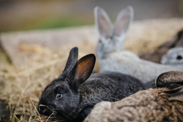 Conejos jóvenes en el embrague — Foto de Stock