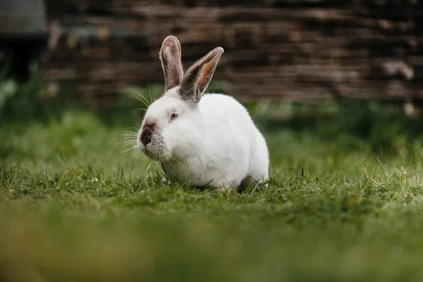 Young cute rabbit 's face — стоковое фото