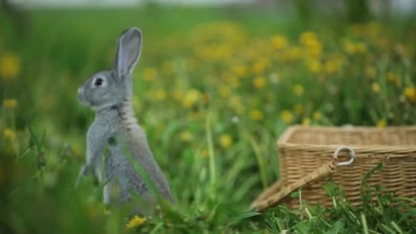 Niedlichen Kaninchen in der Nähe Weidenkorb — Stockvideo