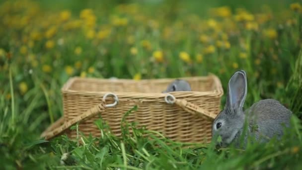Conejos lindos cerca de la cesta de mimbre — Vídeos de Stock