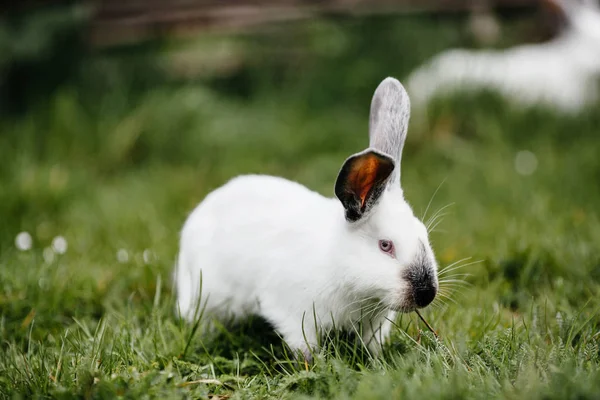 Молодой белый кролик — стоковое фото