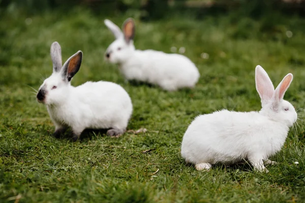Trzy króliki w zielonej trawie — Zdjęcie stockowe