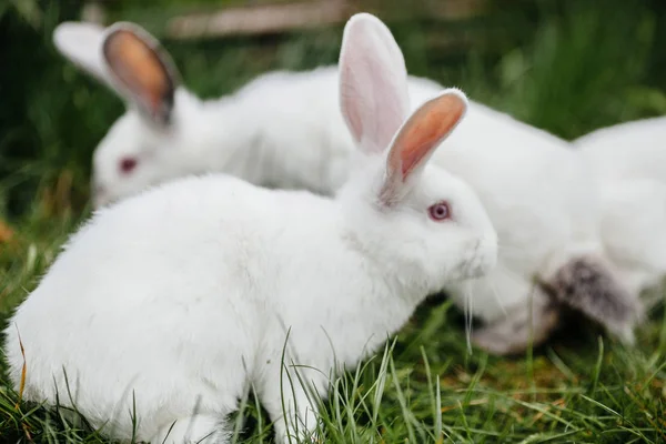 Jóvenes lindos conejos — Foto de Stock