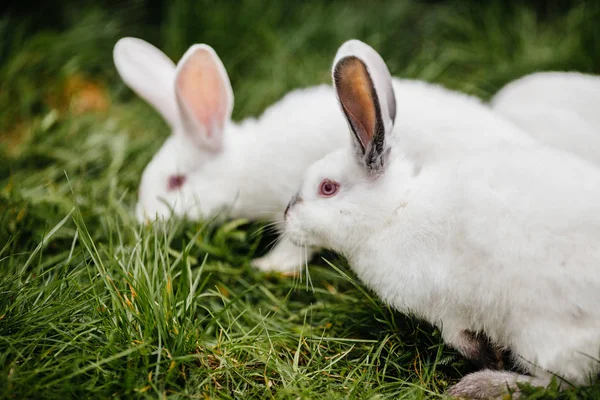 Dos conejos en hierba verde — Foto de Stock