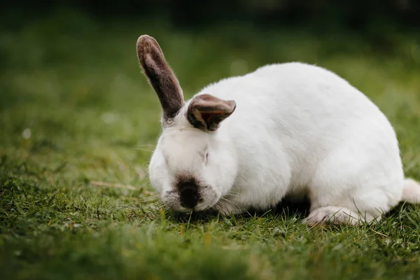 young cute rabbit\'s face