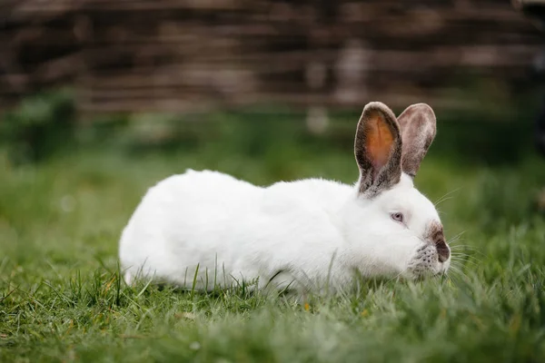 Conejo blanco joven — Foto de Stock