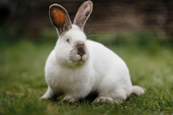 young cute rabbit\'s face