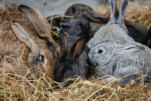 rabbit in farm cage or hutch.