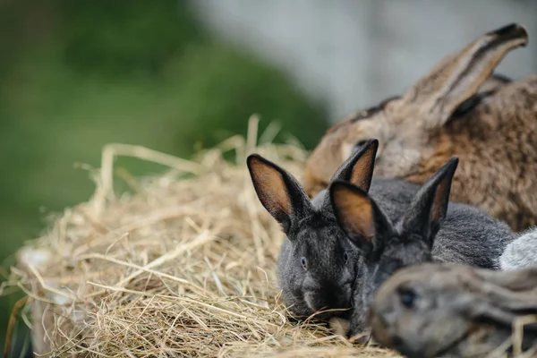 Conejo en jaula de granja o embrague . — Foto de Stock