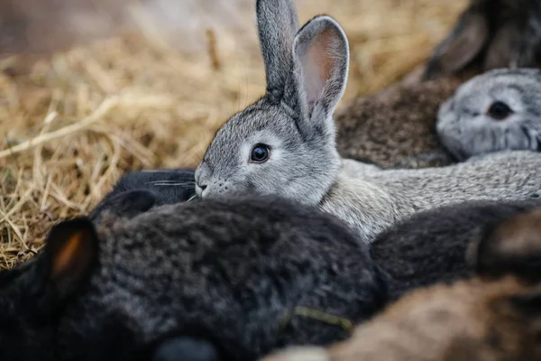 Rabbit in farm cage or hutch. — Stock Photo, Image