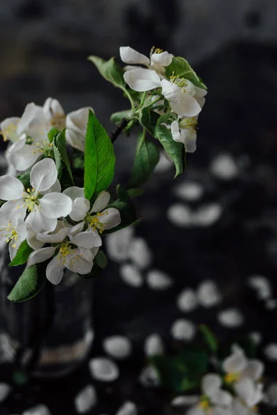 벚꽃 나뭇가지와 정 — 스톡 사진
