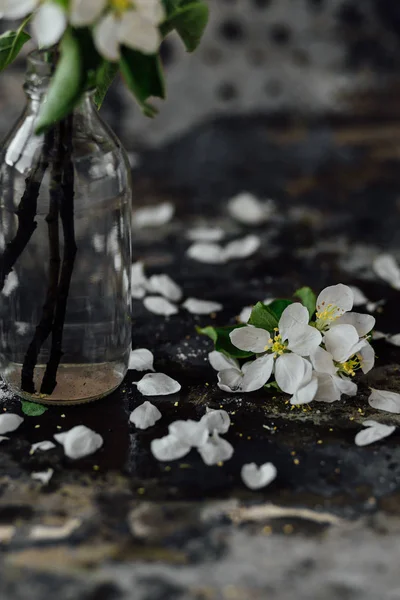 Ainda vida com galhos flor de cerejeira — Fotografia de Stock