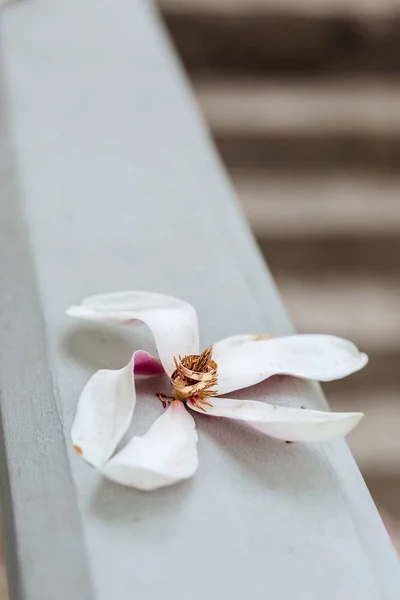 하얀 목련 꽃의 개화 — 스톡 사진