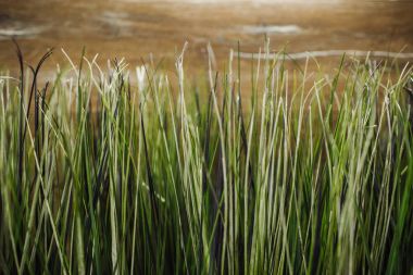 Açık havada büyüyen çimen