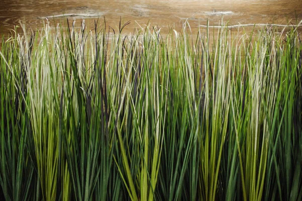 Gras wächst im Freien — Stockfoto