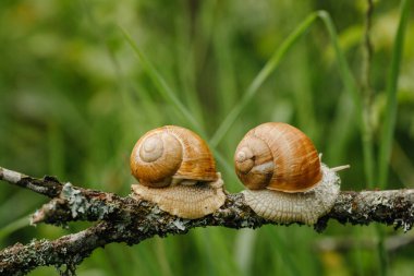 İki salyangoz üzerinde Şubesi tarama