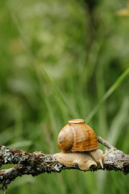  Salyangoz üzerinde Şubesi tarama