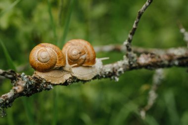 İki salyangoz üzerinde Şubesi tarama
