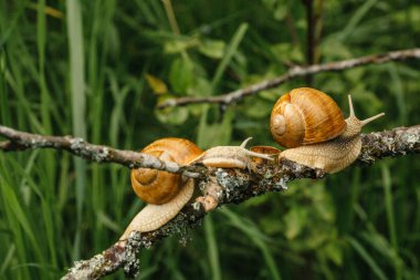  salyangoz ile altın alyans 