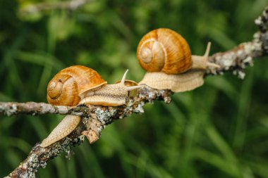  salyangoz ile altın alyans 