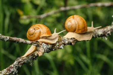  salyangoz ile altın alyans 