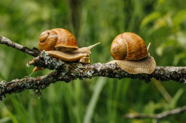  salyangoz ile altın alyans 