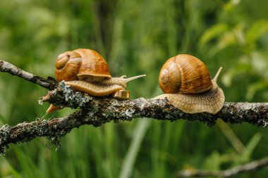  salyangoz ile altın alyans 