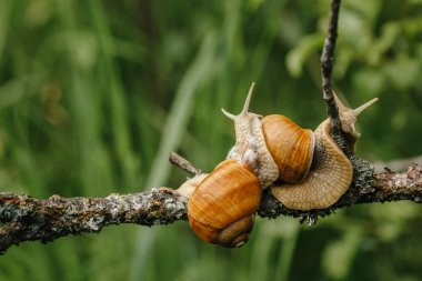 İki salyangoz üzerinde Şubesi tarama