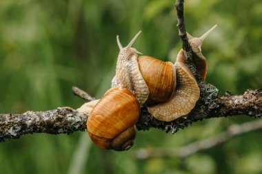 İki salyangoz üzerinde Şubesi tarama
