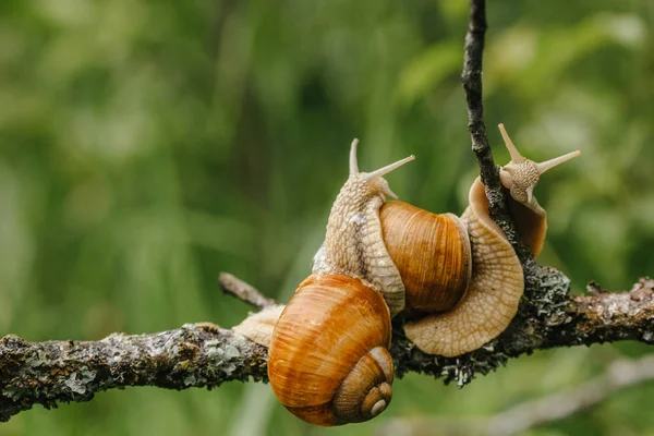 Two snails crawling on branch — Stock Photo, Image