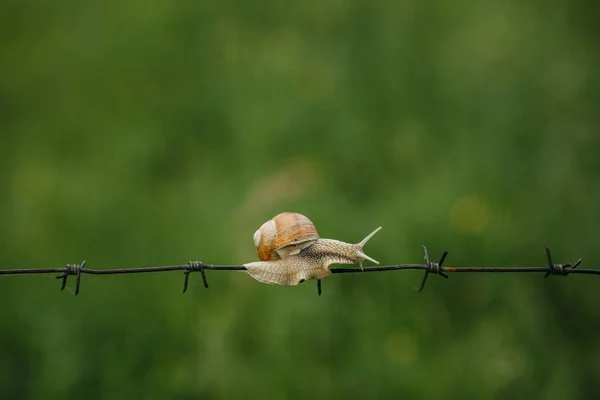 Escargot rampant sur le fil — Photo