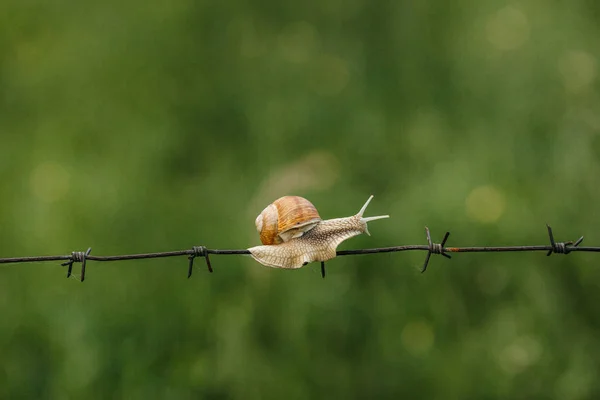 Snail crawling  on the wire — Stock Photo, Image