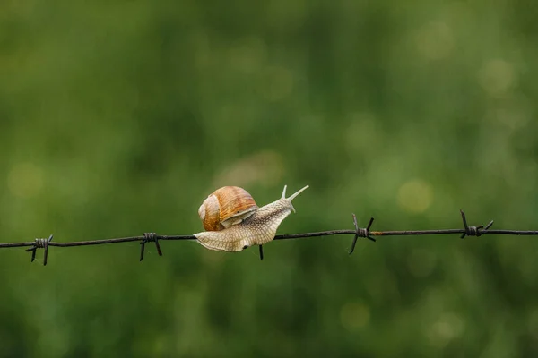 Snail crawling  on the wire — Stock Photo, Image