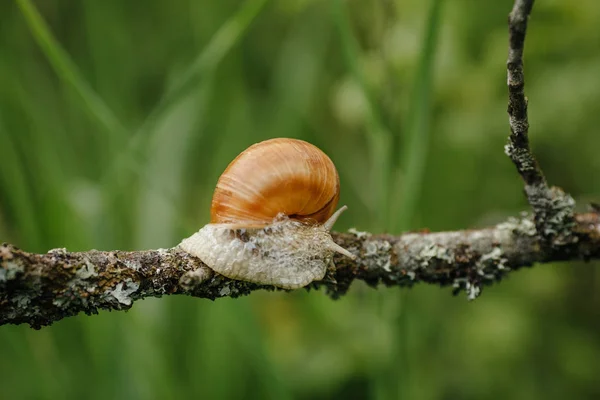 Snail crawling on branch — Stock Photo, Image