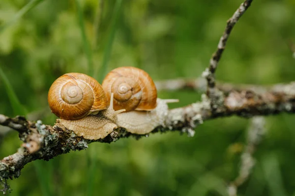 Two snails crawling on branch — Stock Photo, Image