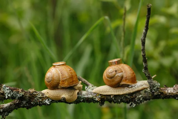 Two snails crawling on branch — Stock Photo, Image