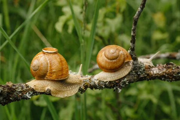 Two snails crawling on branch — Stock Photo, Image