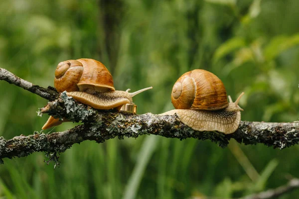 Sniglar med gyllene vigselring — Stockfoto