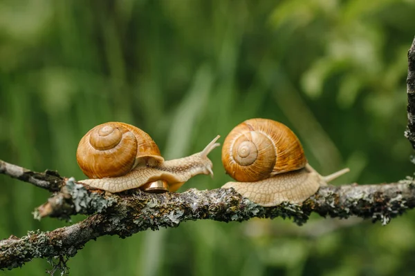 Escargots avec bague dorée mariage — Photo