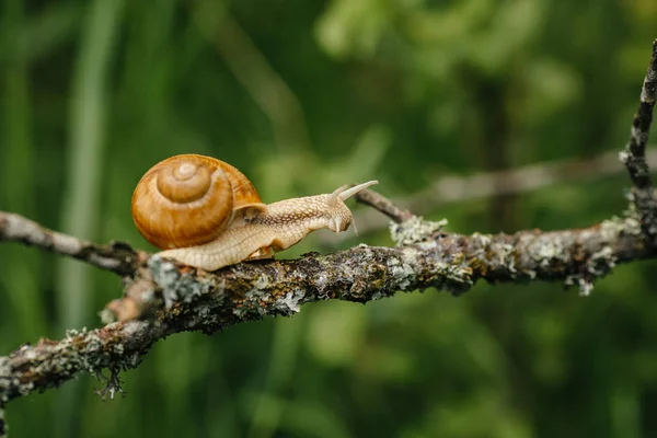 Snail crawling on branch — Stock Photo, Image