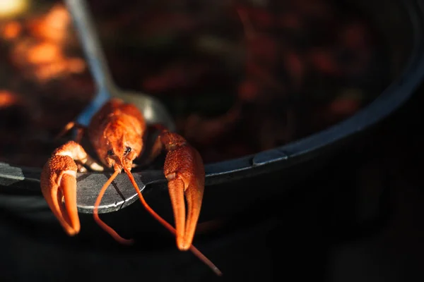 Cangrejos de río recién cocidos — Foto de Stock