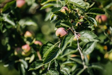 bir ağaçta taze elma 