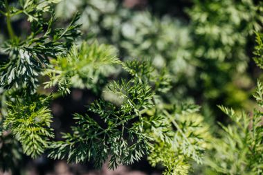 Genç yeşil havuç yaprakları doku. 