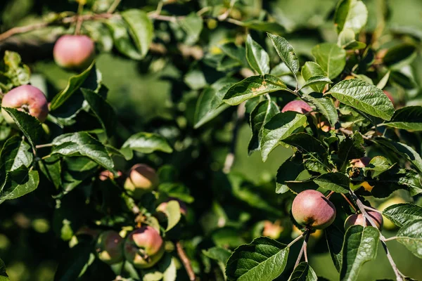 bir ağaçta taze elma 