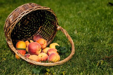 Çimenlerin üzerinde taze şeftali
