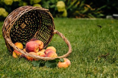Çimenlerin üzerinde taze şeftali