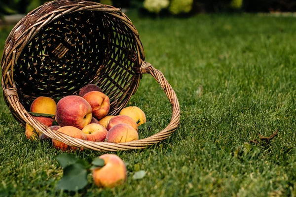 Fresh peaches on grass — Stock Photo, Image