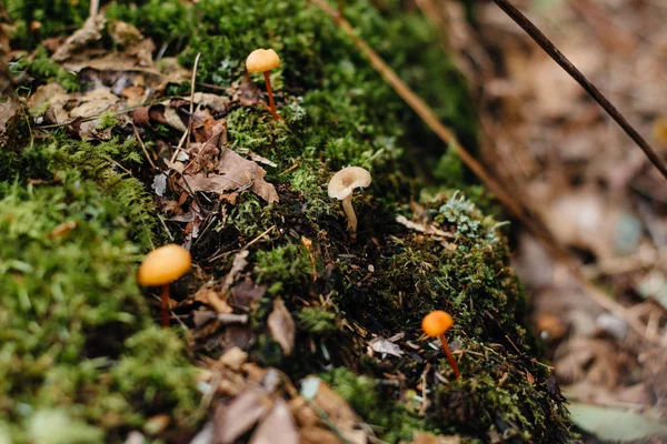 Paisaje forestal con setas —  Fotos de Stock