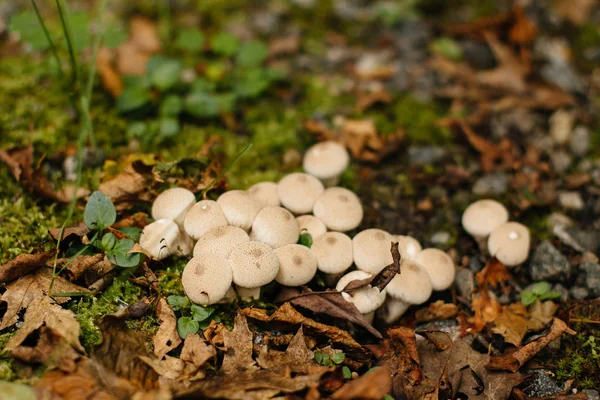 Lesní krajina s houbami — Stock fotografie