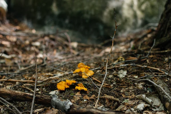 Paisagem florestal com cogumelos — Fotografia de Stock